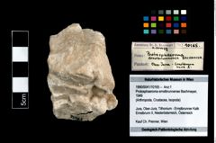 Foto (Objekt + Etikett) von Protosphaeroma ernstbrunnense (Bachmayer, 1949)  (NHMW-GEO-1990-0041-10165)